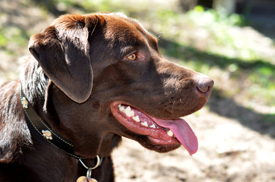 Portrait chocolate Labrador Retriever