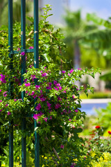 Garten mit Pergola und Bouganvillea