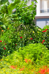 Garten - zarte rote Glöckchen und Rosen