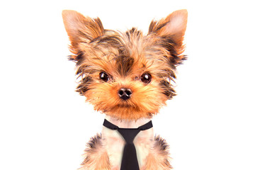 dog wearing a tie