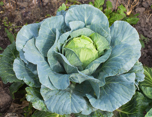 Obraz premium cabbage growing in the garden
