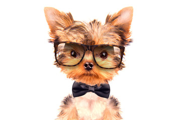 dog wearing a neck bow and shades