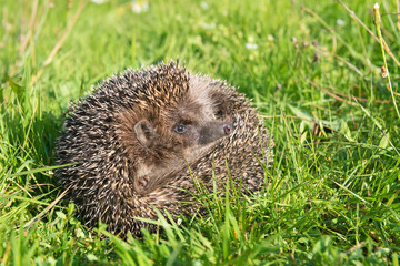 Hedgehog on back curled in the grass