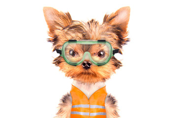 dog  dressed as builder