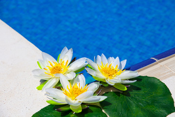 Swimming Pool - blauer Swimmingpool mit drei Seerosen am Beckenr
