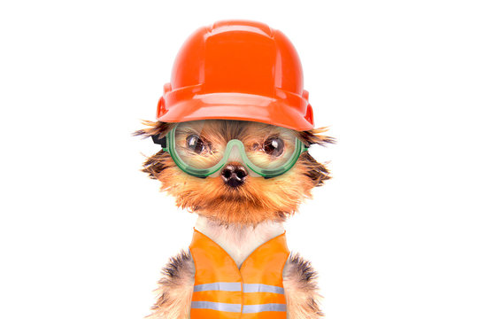 884 BEST Hard Hat Dog IMAGES, STOCK PHOTOS &amp; VECTORS | Adobe Stock