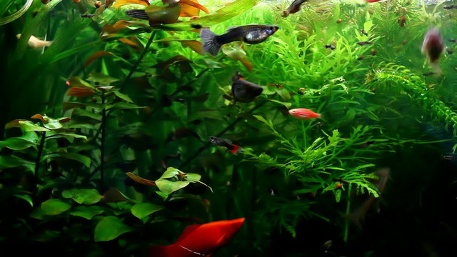 Exotic fish in aquarium