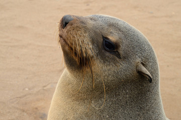 Seal, Cape Cross, Namibia