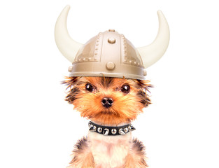 dog dressed up as a viking