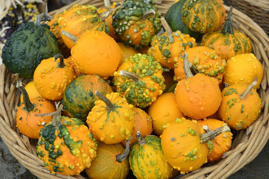 pumpkins basket, halloween and autumn season