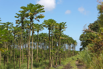 Papaya Trees Growing in Hawaii