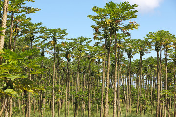 Papaya Trees Growing in Hawaii