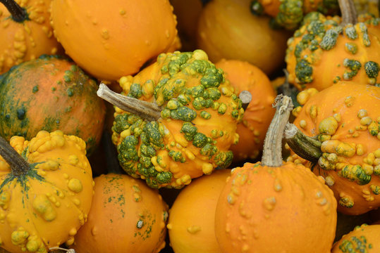 pumpkins basket, autumn and halloween season