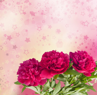 Beautiful bouquet of pink peonies on the abstract background wit