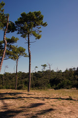 Forêt de Pins en arrière d'une plage