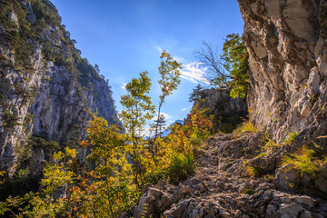 Scenery in the woods, with lush green foliage in spring