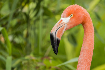 Flamingo Head
