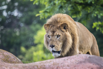 Strolling Lion
