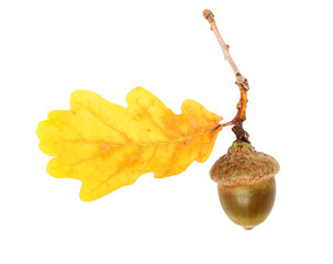 Oak branch
