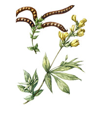 Flowers, fruits and leaves Thermopsis. Botany