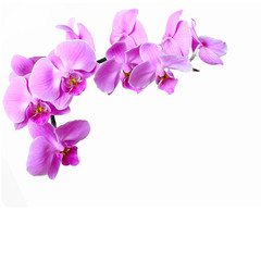Fototapeta na wymiar Pink streaked orchid flower on white background