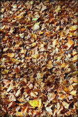 Herbstlaub