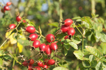Hagebutten am Strauch