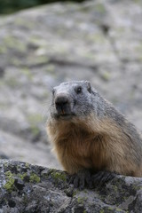 Marmotte