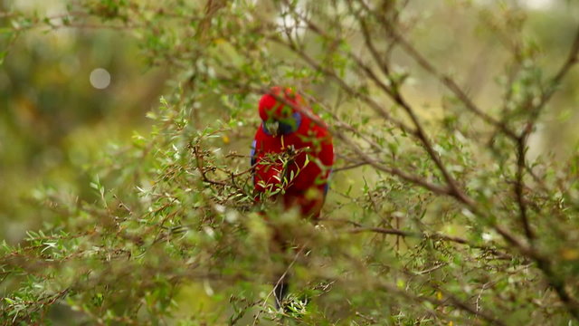 Parrot on a tree branch