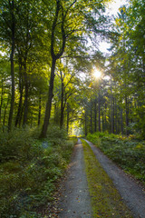 Fototapeta premium Herbstwald