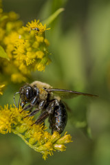 Pollen Dusted