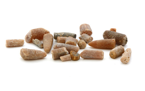 Fossilien von der Ostsee