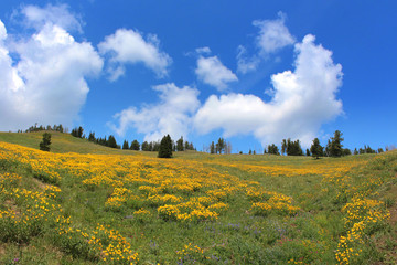 Obraz premium Yellowstone National Park - Chittenden Road