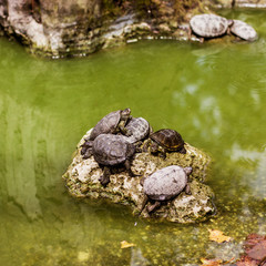 Fototapeta na wymiar water turtles