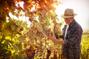 Fotobehang Man aan het werk in een wijngaard © Alexander Raths
