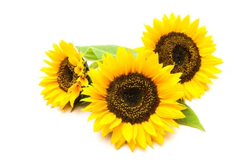 Fototapete Sonnenblumen Sonnenblumen auf weißem Hintergrund