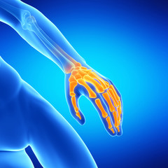 Obraz na płótnie Canvas medical illustration of the hand bones