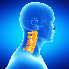  medical illustration of the human cervical spine