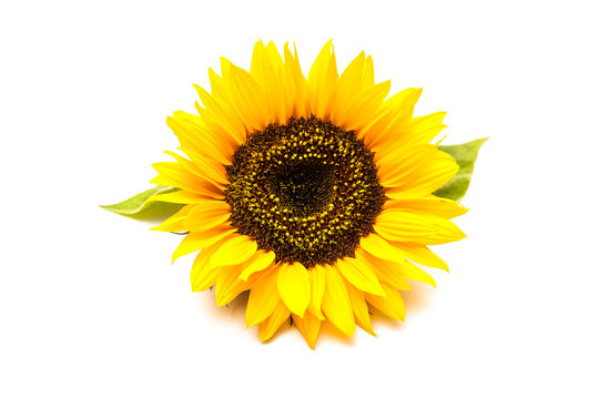 Sunflowers on the white background