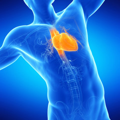  medical illustration of the male heart