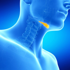  medical illustration of the hyoid bone - obrazy, fototapety, plakaty