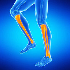  medical illustration of the lower leg bones