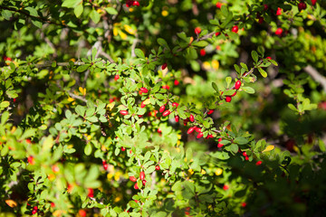 Twig of red barberry bush