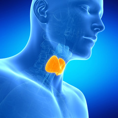  medical illustration of the thyroid gland - obrazy, fototapety, plakaty