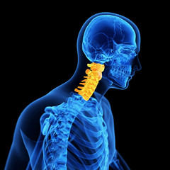  medical illustration of the cervical spine