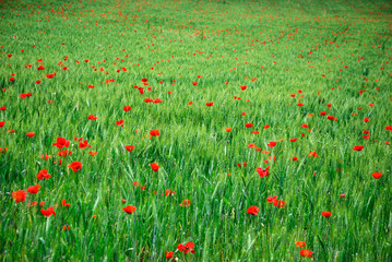 Red poppies in green wheat