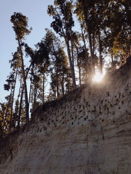 Swift Nests On The River Bank