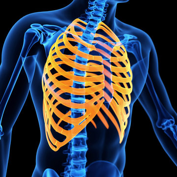  medical illustration of the rib cage
