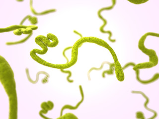  medical illustration of the ebola virus