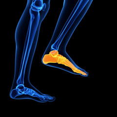  medical illustration of the foot bones